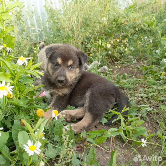 Помесь немецкой овчарки и лайки