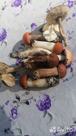 Тибетская малина саженцы 3 шт по цене 1 по25-35см