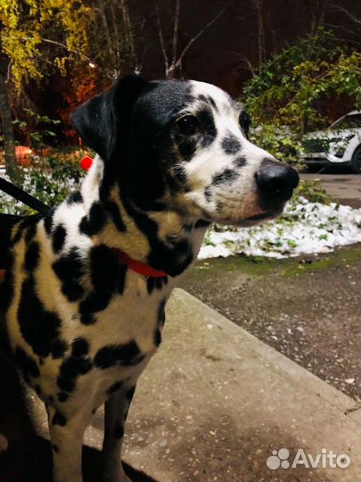 Брюс ищет дом