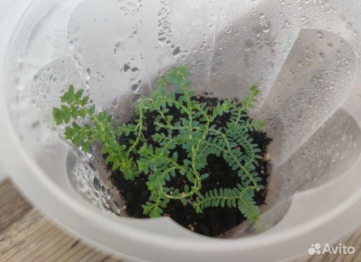 Cелaгинeлла унцината