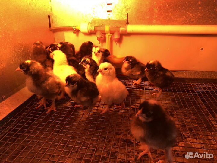 Цыплята суточные