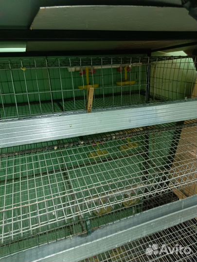 Клетка для перепелок бу