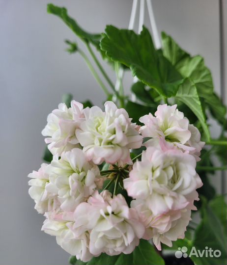 Пеларгония герань сортовая