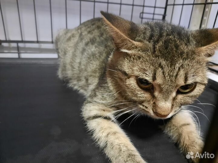 Спасите Софу