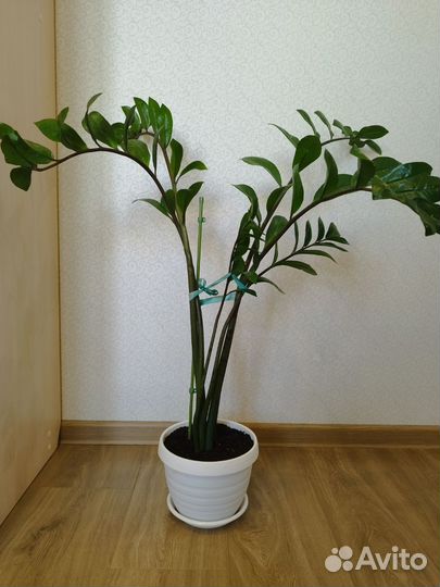 Замиокулькас