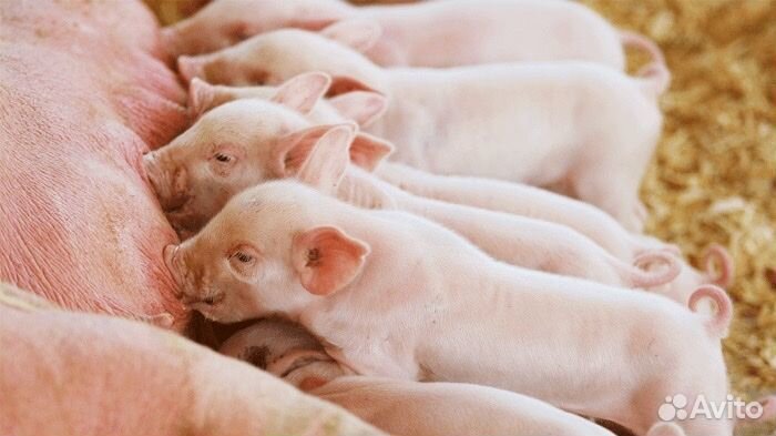 Поросята