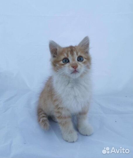 Рыжий голубоглазый Лучик (2 месяца) ищет дом