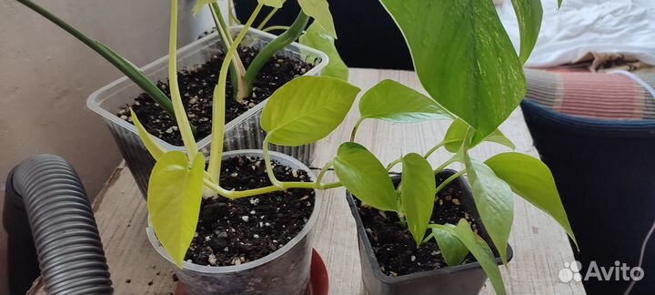 Филодендрон Сатин голд