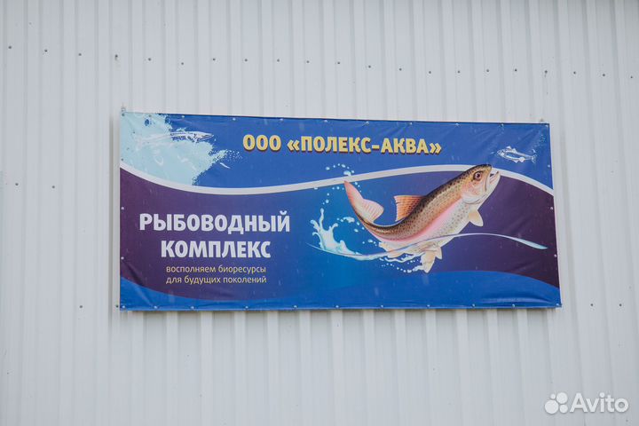 Форель свежая