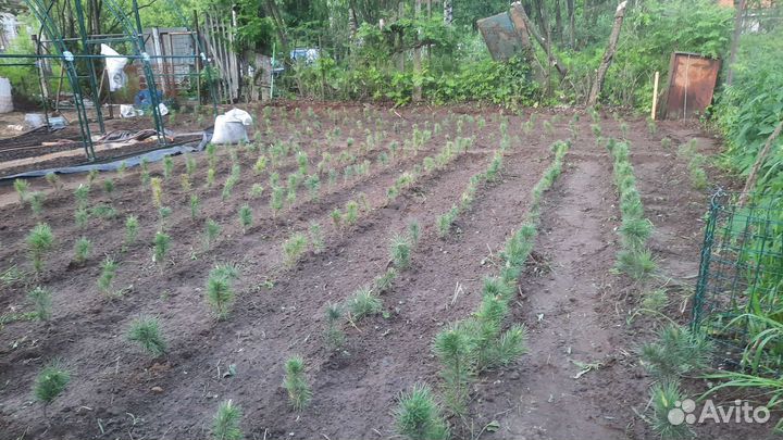 Саженцы сибирского кедра