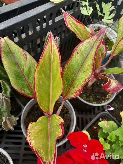 Аглаонема(OhhSome Red Aglaonema)