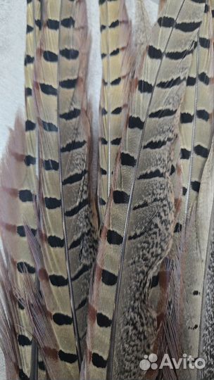 Перо перья фазан