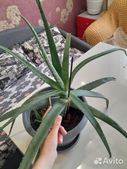 Алоэ вера лечебный