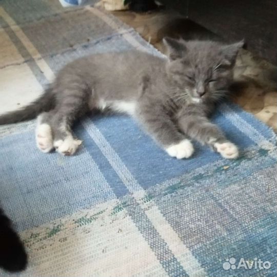 Кошечка в добрые руки