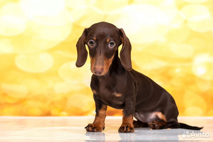 Кроличья такса девочка, очень маленького размера