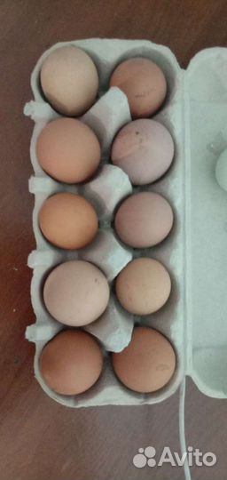 Домашние куриные яйца