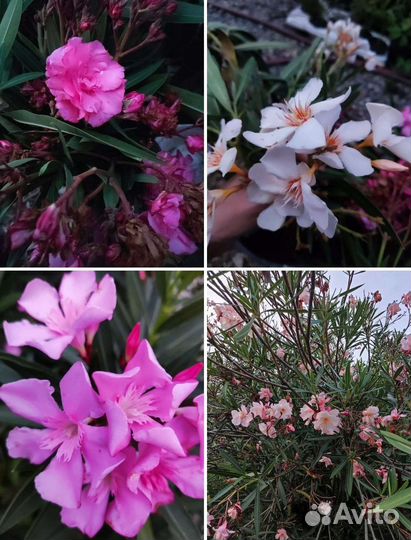 Олеандр разные виды