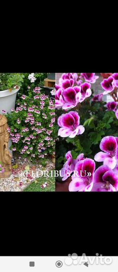 Пеларгония герань 11разных