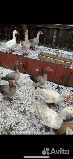 Гусиное мясо