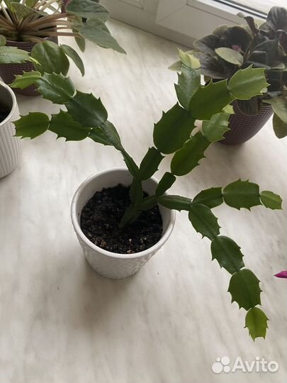 Декабрист (шлюмбергера)