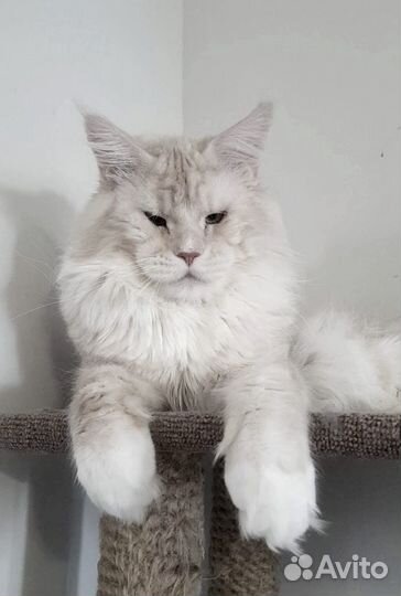Кот Мейн-кун