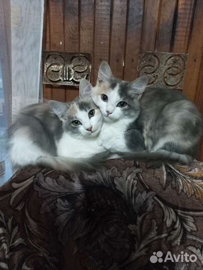 Кошка в дар бесплатно