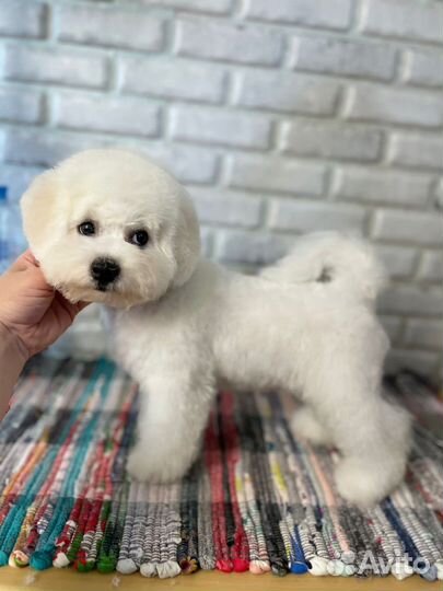 Бишон фризе