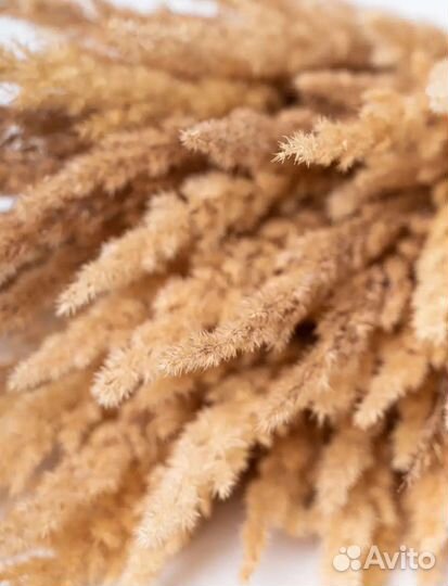 Сухоцветы для декора