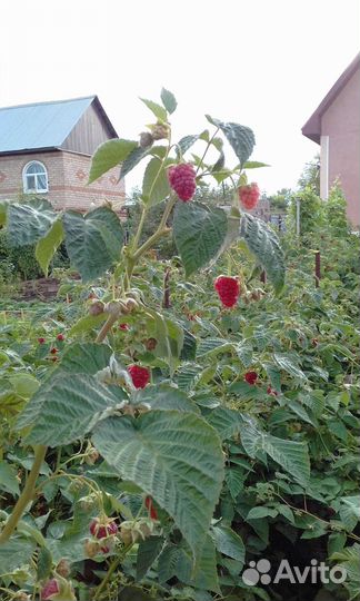 Саженцы ремонтантной малины