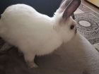 Карликовый кролик с клеткой объявление продам
