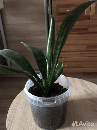 Комнатные цветы