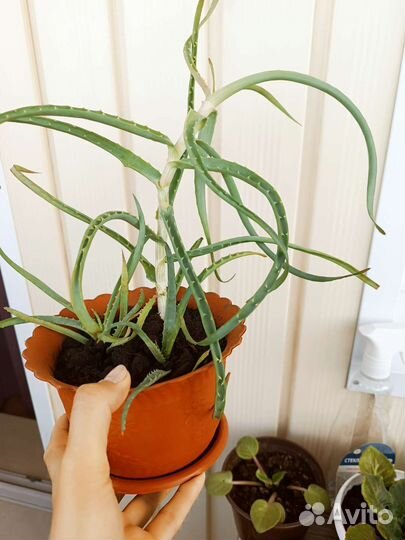 Алоэ в горшке