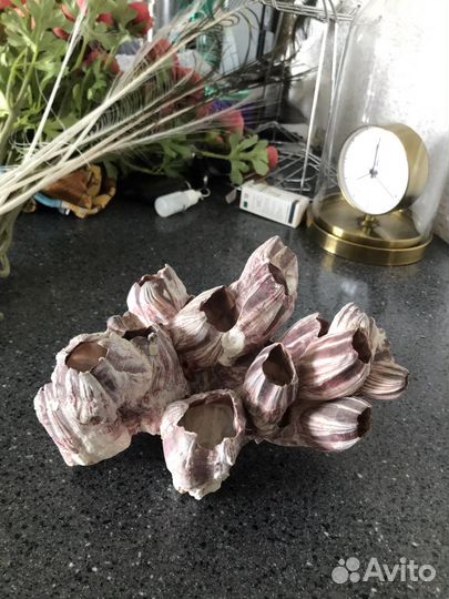 Ракушка-каралы