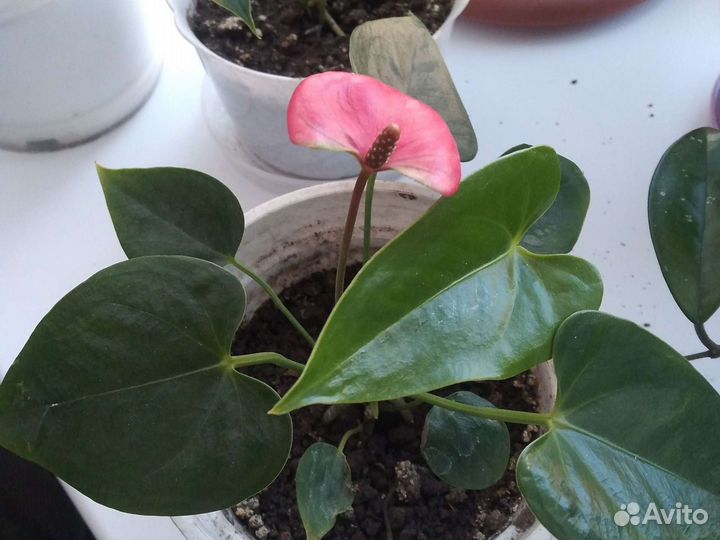 Антуриум розовый