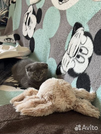 Шотландская вислоухая