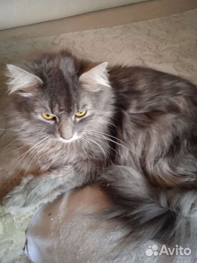 Кот Малыш ищет нового хозяина