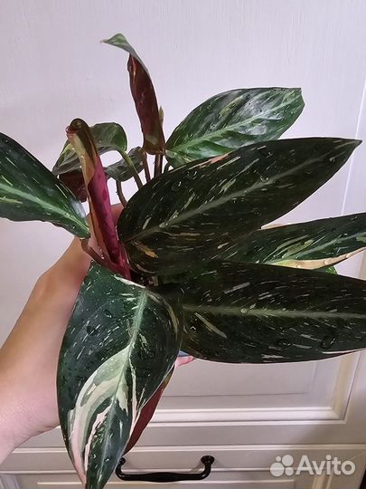 Строманта magic star