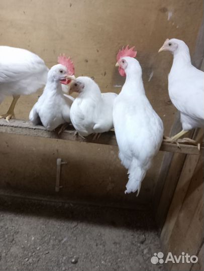 Петушки домашние