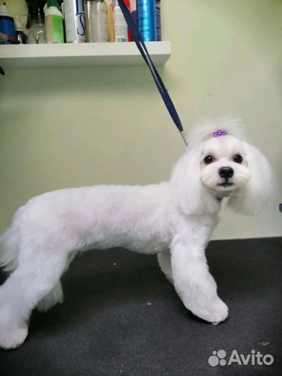 Стрижка собак и кошек