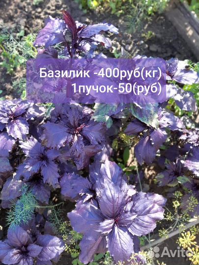 Овощи,зелень