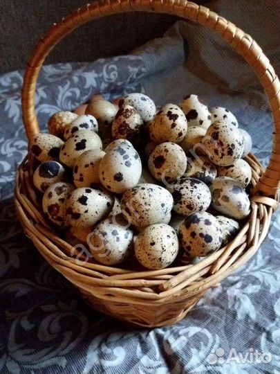 Яйца перепелиные домашние