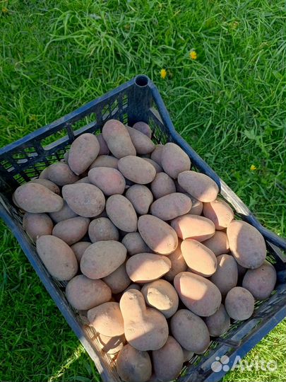 Продам картофель домашний город Приволжск