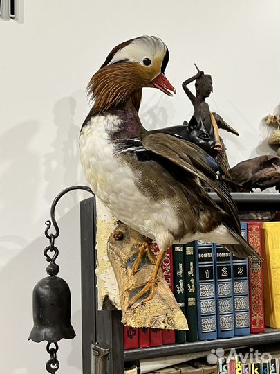 Птица утка имитация чучело