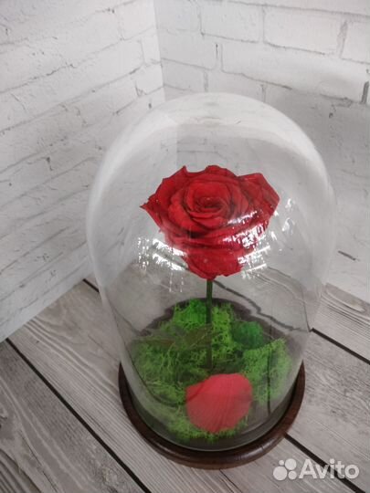 Стабилизированная роза (гарантия 10 лет )