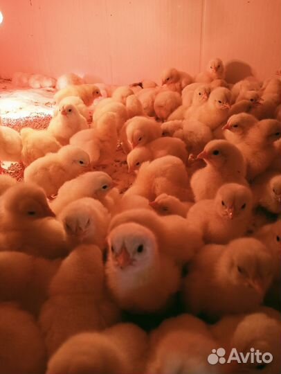 Цыплята бройлера