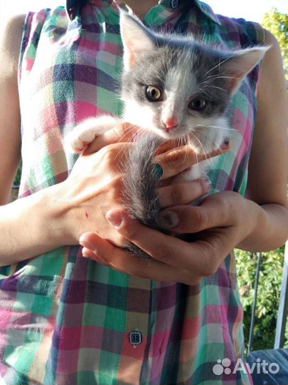 Котята отдам бесплатно