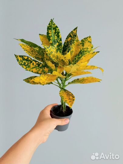 Кодиеум Голд Даст