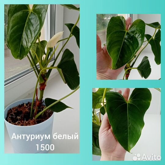 Антуриум белый