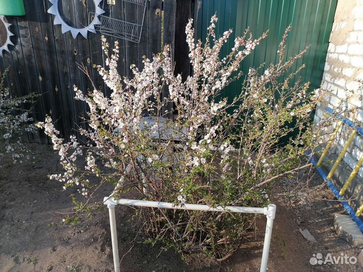 Войлочная вишня, саженцы