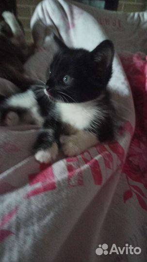 Отдам котика в добрые руки